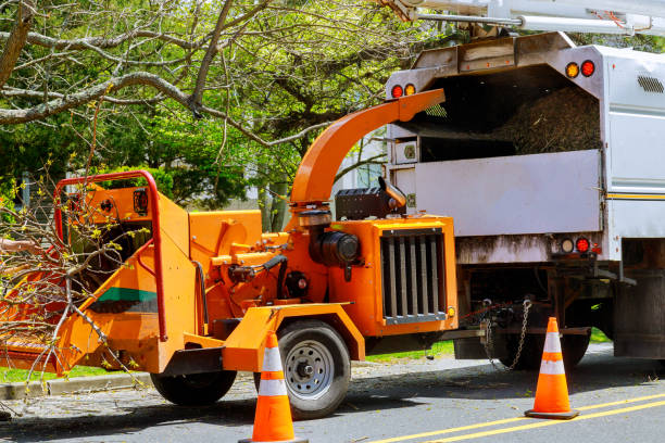 Trusted Troy, NC Tree Removal and Landscaping Services Experts